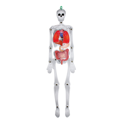 뉴 인체모형 만들기 1인. 장기 골격 뼈구조온 핸드21