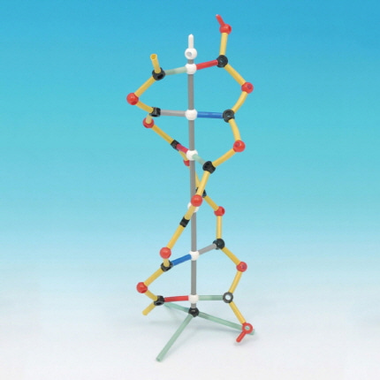 소형DNA모형 DNA분자구조키트 온핸드40