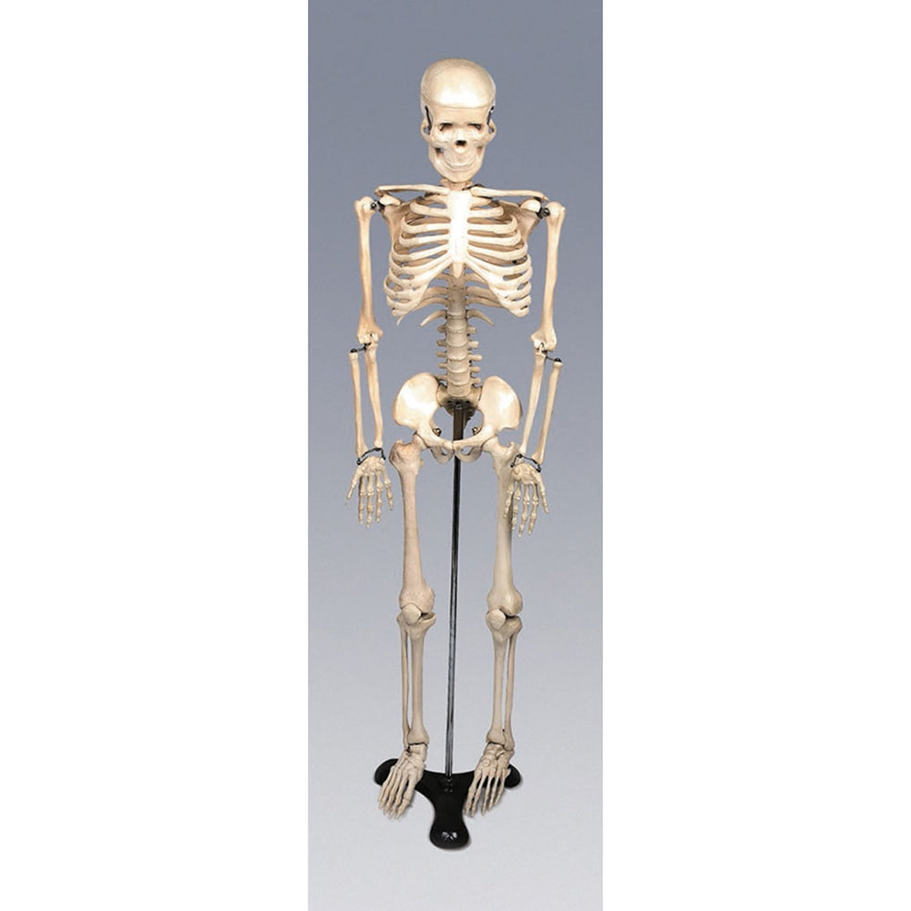 인체골격모형 중형 칼라무. 뼈모형 온핸드90