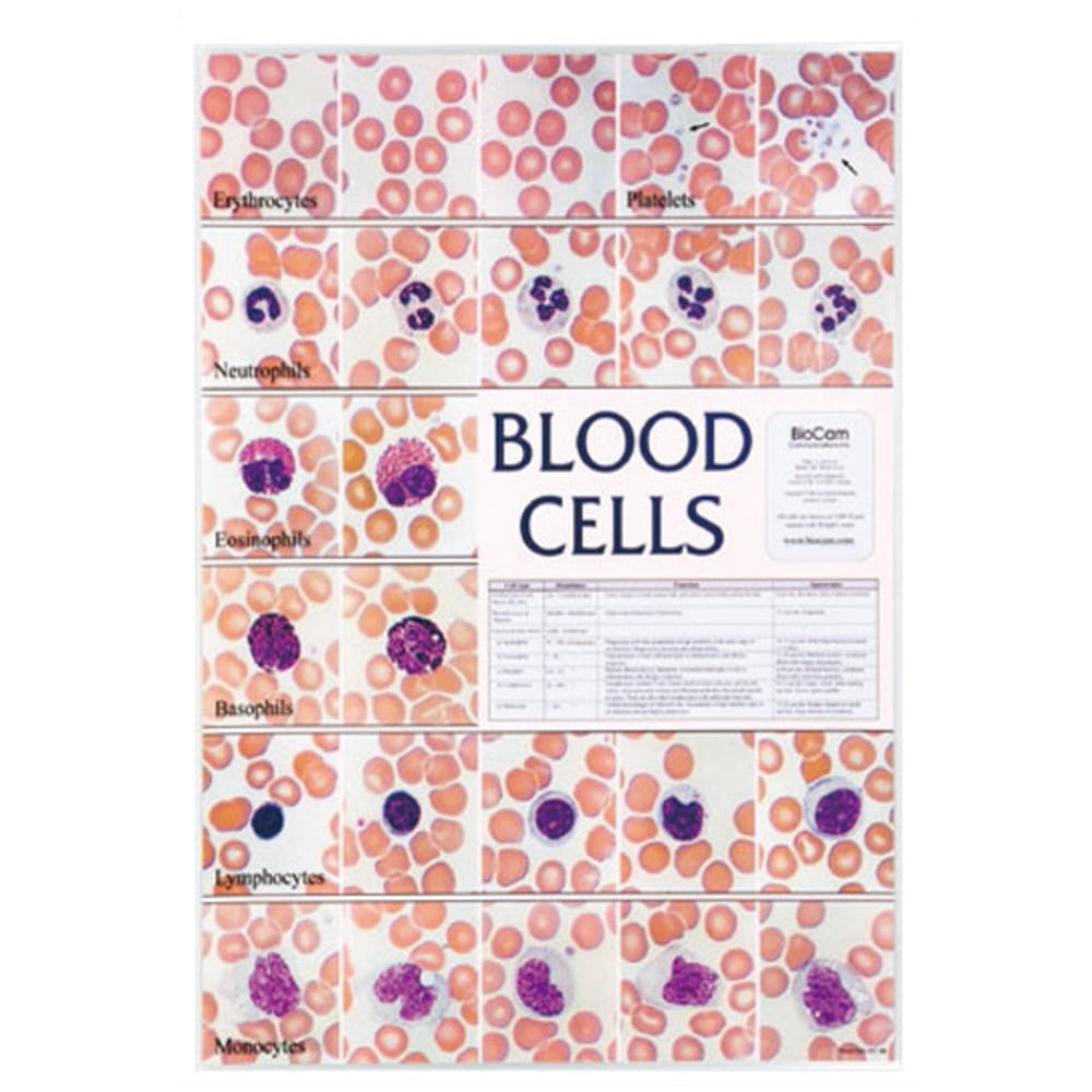 포스터 과학화보액자 혈액세포 온핸드90
