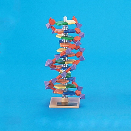 미니DNA분자모형키트 12층. 이중나선 온핸드40