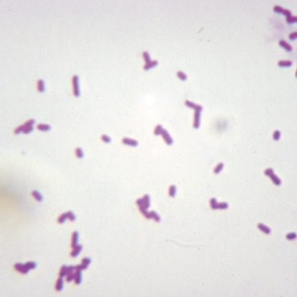 대장균 프레파라트 미생물 현미경표본 온핸드90
