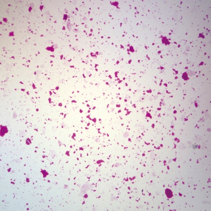 살모넬라균 프레파라트 미생물 현미경표본 온핸드90