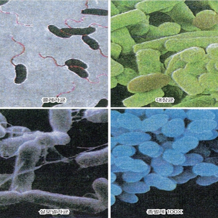 여러가지 세균 4종 프레파라트 현미경표본 온핸드90