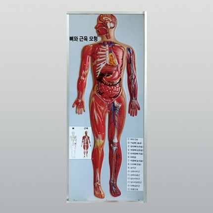 인체 뼈와 근육모형. 장기 생물과학 온핸드90