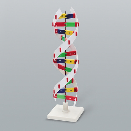 DNA모형 D형. 이중나선구조 생물과학 온핸드90