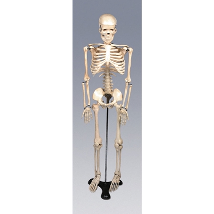 인체골격모형 중형 칼라무. 뼈모형 온핸드90