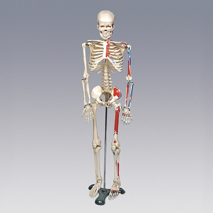 인체골격모형 중형 칼라유. 뼈모형 온핸드90