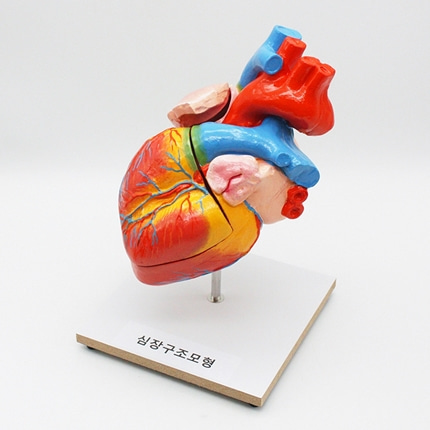 심장구조모형. 1개 랜덤 인체 생물과학 온핸드90