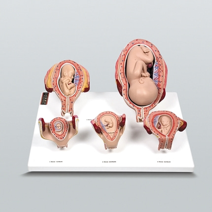 태아발육과정 A형. 자궁 인체 생물과학 온핸드90