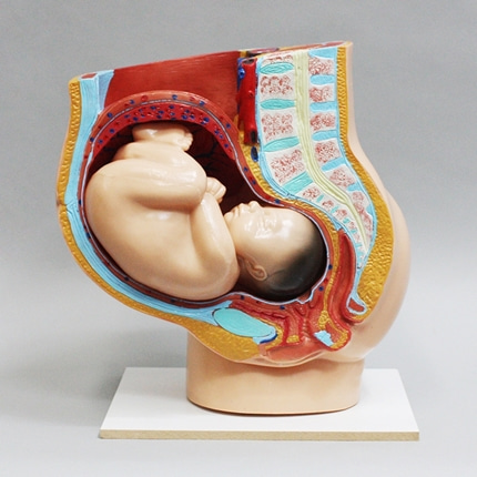 산모모형. 태아 자궁 골반 인체 생물과학 온핸드90