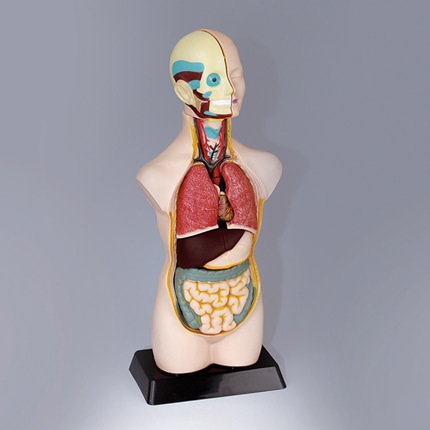 인체 반신모형 대형. 장기 해부 생물과학 온핸드90
