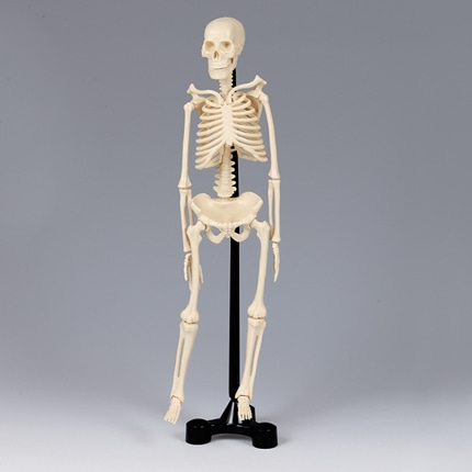 인체골격모형 38cm. 뼈모형 생물과학 온핸드90