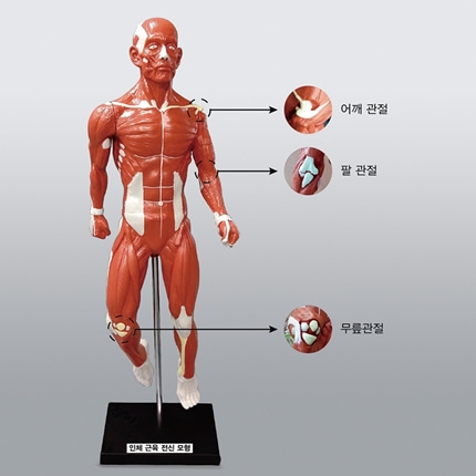 인체전신 근육모형 관절관찰용. 생물과학 온핸드90