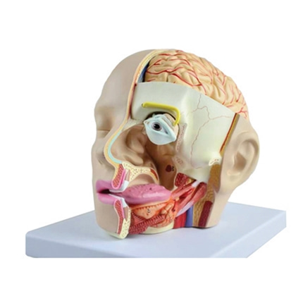 인체 감각기관모형. 인체구조 뇌혈관 온핸드90