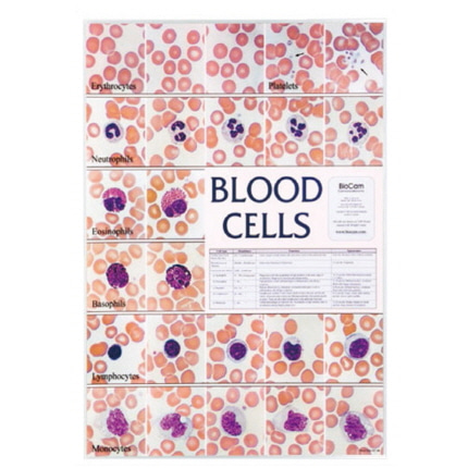 포스터 과학화보액자 혈액세포 온핸드90