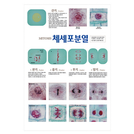 포스터 과학화보액자 체세포 분열 온핸드90